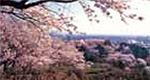 烏帽子山公園の桜